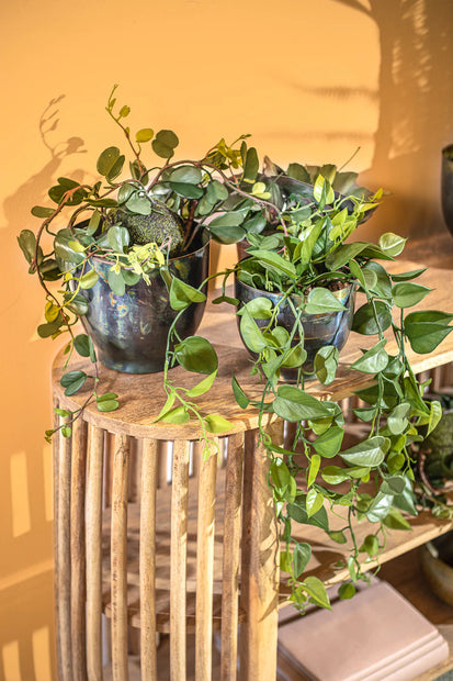 גרין ליבס הנגינג פלנט