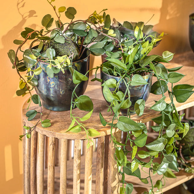 גרין ליבס הנגינג פלנט