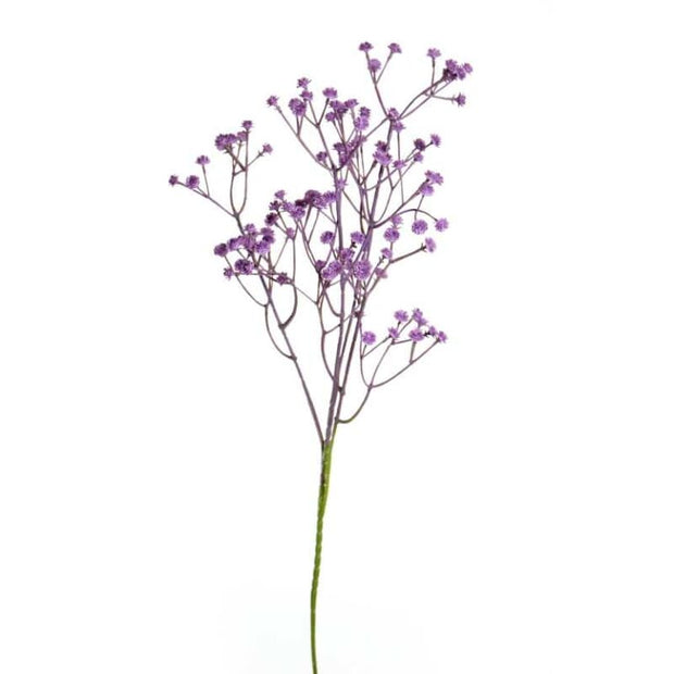 גיבסנית סגול